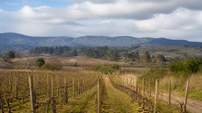 Imagen referencial: Viñedo de Casablanca preparado para una actividad de degustación y encuentro